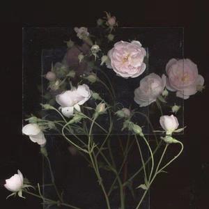 尹人在线最新香蕉视频
